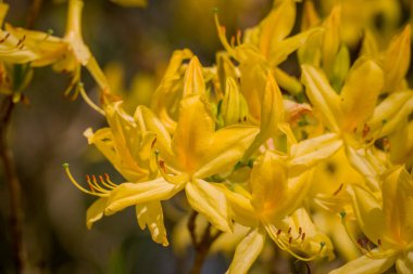 Güzel rhododendronlar Parkta bahar çiçekleri