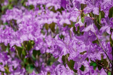 Güzel rhododendronlar Parkta bahar çiçekleri