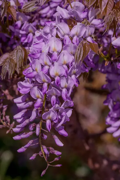 Bahçede yetişen güzel bahar salkımı çiçekleri 