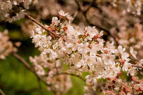Güzel rhododendronlar Parkta bahar çiçekleri   
