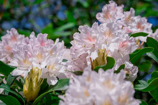 Güzel rhododendronlar Parkta bahar çiçekleri 
