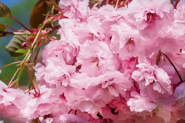 Güzel rhododendronlar Parkta bahar çiçekleri   