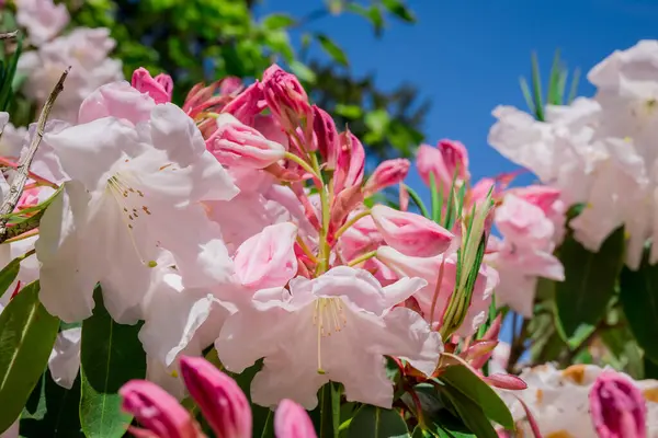Güzel rhododendronlar Parkta bahar çiçekleri 
