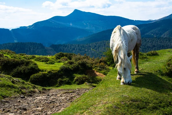 Bergslandskap Arboleda Trapagaran Bizkaia Spanien Förgrunden Vacker Vit Häst — Stockfoto