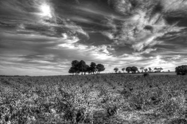 Kırsal alan siyah beyaz. Fotoğraf İspanya 'nın Valladolid ilindeki Trigueros del Valle' de çekildi..