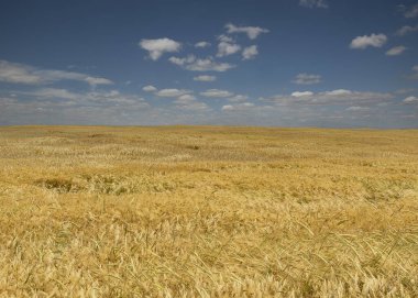 Gün ortasında mavi gökyüzünün altında buğday tarlası