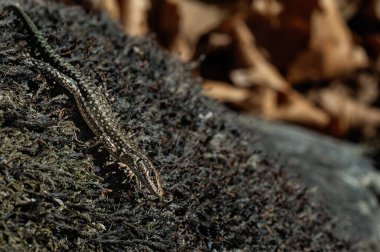 Kertenkele, doğal ortamında güneşlenir. Korunmasını sağlar ve kahverengi algalarla uyum içinde yaşar.