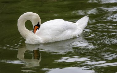 Kafası geriye dönmüş beyaz kuğu yeşil lağımda sakince yüzüyor.