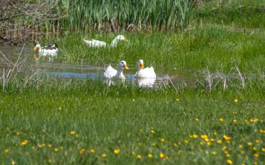 Küçük bir gölde yüzen ördekler