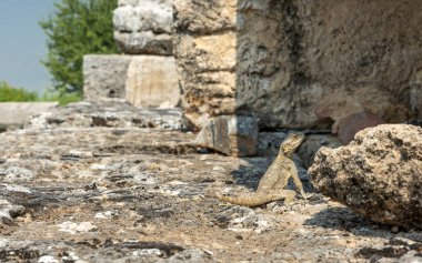 Güneşli bir günde kayaların arasında sürünen bir kertenkele.