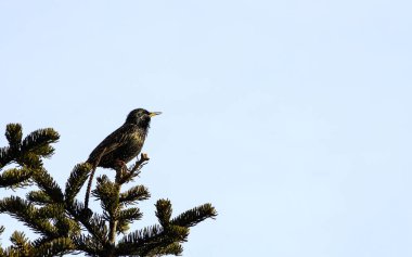 Bir sığırcık sabah bir çam ağacında şarkı söylüyor.