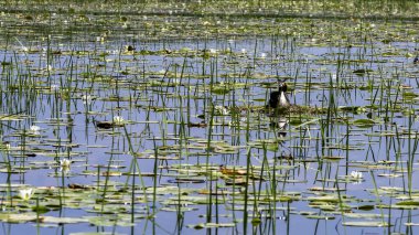 Nilüferlerin arasında yuvasında büyük ibikli yaban ördeği