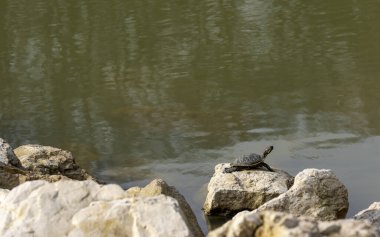Bir su kaplumbağası, çevresini yeşil göl kıyısındaki bir kayanın üzerinde araştırır.