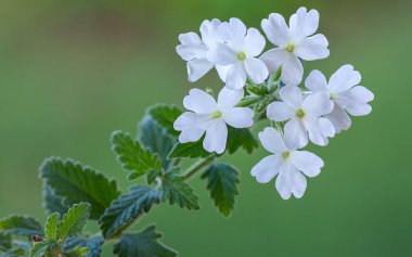 Beyaz verbena, bulanık yeşil bir arkaplan önünde birçok yararlı özelliklere sahiptir