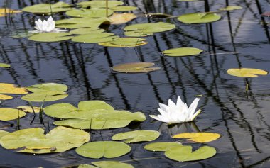 Su zambakları, yeşil yaprakların ve kamışların yansıması arasında gölde yüzüyor.