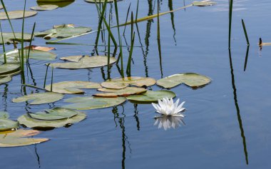 Gökteki yaprakların arasında süzülen bir nilüfer. Gökyüzü koyu maviye döndü.
