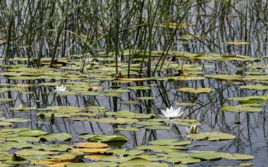 Su zambakları, yeşil yapraklar ve kamışların arasında gölde yüzüyor.
