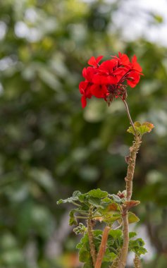 kırmızı renkli dikey sardunya çiçeği bulanık yeşil arkaplanın önünde duruyor