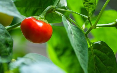 Kırmızı biberin tarlada ve yaprakları arasında büyümesi.