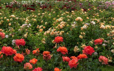 Sarı, kırmızı, pembe ve beyaz güllerden oluşan çiçek bahçesi.
