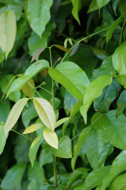 Gnetum gnemon yaprakları (ayrıca gnemon, melinjo, belinjo, kuliat, culiat, bago, bigo ve padi yulaf yaprakları olarak da bilinir) doğal bir arka plan ile yapraklar