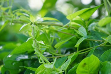 Paederia foetida (ayrıca skunkvine, stinkvine, gembrot, sembukan, Çin humması olarak da bilinir) bahçede bulunur. Bu bitkinin özel bir aroması var ve Endonezya 'da sık sık buhar besin olarak kullanılır.