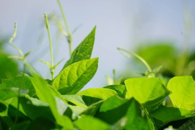 Paederia foetida (ayrıca skunkvine, stinkvine, gembrot, sembukan, Çin humması olarak da bilinir) bahçede bulunur. Bu bitkinin özel bir aroması var ve Endonezya 'da sık sık buhar besin olarak kullanılır.