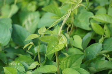 Paederia foetida (ayrıca skunkvine, stinkvine, gembrot, sembukan, Çin humması olarak da bilinir) bahçede bulunur. Bu bitkinin özel bir aroması var ve Endonezya 'da sık sık buhar besin olarak kullanılır.