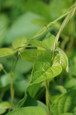 Paederia foetida (ayrıca skunkvine, stinkvine, gembrot, sembukan, Çin humması olarak da bilinir) bahçede bulunur. Bu bitkinin özel bir aroması var ve Endonezya 'da sık sık buhar besin olarak kullanılır.