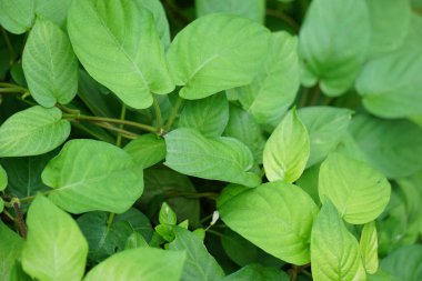 Paederia foetida (ayrıca skunkvine, stinkvine, gembrot, sembukan, Çin humması olarak da bilinir) bahçede bulunur. Bu bitkinin özel bir aroması var ve Endonezya 'da sık sık buhar besin olarak kullanılır.