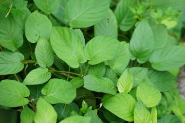 Paederia foetida (ayrıca skunkvine, stinkvine, gembrot, sembukan, Çin humması olarak da bilinir) bahçede bulunur. Bu bitkinin özel bir aroması var ve Endonezya 'da sık sık buhar besin olarak kullanılır.