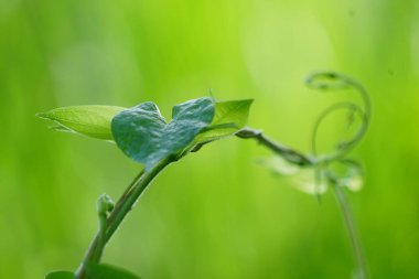 Paederia foetida (ayrıca skunkvine, stinkvine, gembrot, sembukan, Çin humması olarak da bilinir) bahçede bulunur. Bu bitkinin özel bir aroması var ve Endonezya 'da sık sık buhar besin olarak kullanılır.