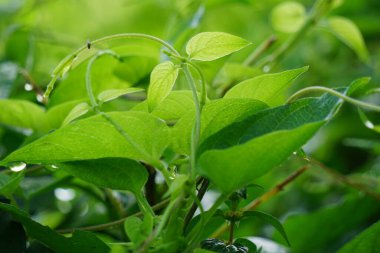 Paederia foetida (ayrıca skunkvine, stinkvine, gembrot, sembukan, Çin humması olarak da bilinir) bahçede bulunur. Bu bitkinin özel bir aroması var ve Endonezya 'da sık sık buhar besin olarak kullanılır.