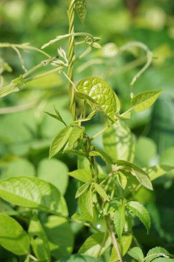 Paederia foetida (ayrıca skunkvine, stinkvine, gembrot, sembukan, Çin humması olarak da bilinir) bahçede bulunur. Bu bitkinin özel bir aroması var ve Endonezya 'da sık sık buhar besin olarak kullanılır.