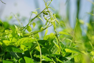 Paederia foetida (ayrıca skunkvine, stinkvine, gembrot, sembukan, Çin humması olarak da bilinir) bahçede bulunur. Bu bitkinin özel bir aroması var ve Endonezya 'da sık sık buhar besin olarak kullanılır.