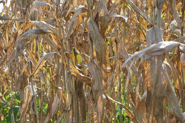 stock image The tree of corn is a tree with a natural background. The tree is dry