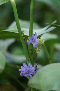 Pontederia vajinalis (kalp şeklinde sahte toplayıcı otu, oval yapraklı gölet otu, enceng sawang, wewewehan) doğal bir geçmişe sahiptir. Her birinde bir santimden biraz uzun mor-mavi tepeler var..