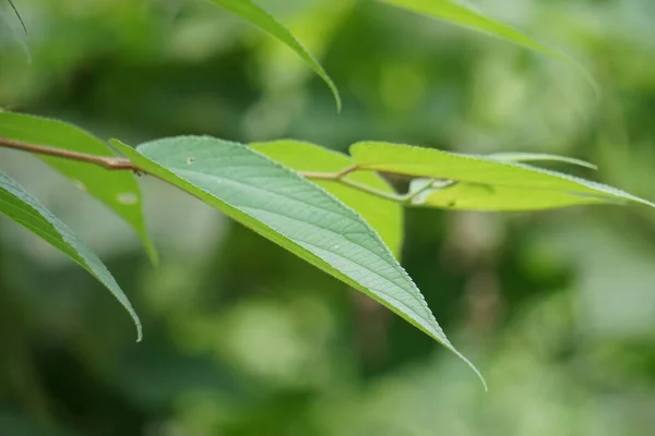stock image Trema orientale (also called Trema orientalis, Cannabaceae, charcoal tree, Indian charcoal tree) leaves. Extracts from leaves of related species (Trema guineense) showed  anti-arthritic.