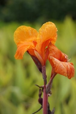 Canna indica (Canna indica, Indian shot, African arararwroot, yenilebilir canna, mor ok kökü, Sierra Leone ok kökü) çiçeği