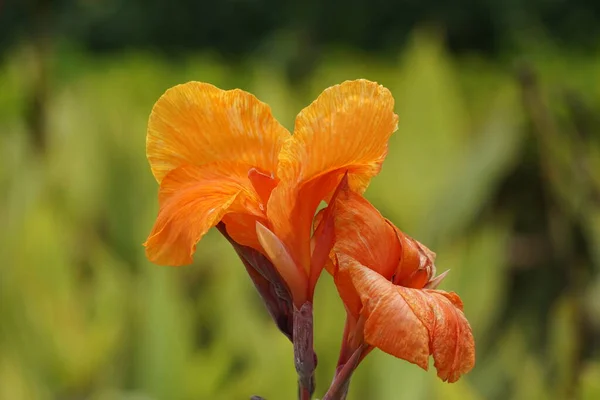 Canna Indica Canna Indica Indian Shot African Arrowroot Edible Canna — стоковое фото