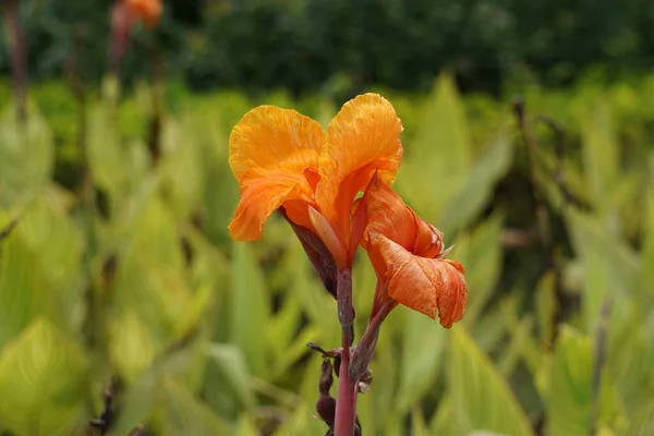Canna Indica Canna Indica Indian Shot African Arrowroot Edible Canna — стоковое фото