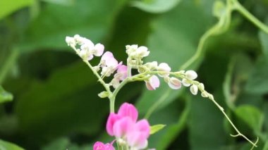 Meksika sürüngeni (ayrıca Antigonon leptopus, mercan asması, kraliçenin çelengi, Coralita, arı çalısı olarak da bilinir) çiçek. Bu bitki grip (grip), periyot ağrıları ve diğer semptomlar için iyidir.