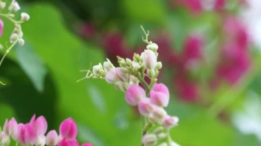 Meksika sürüngeni (ayrıca Antigonon leptopus, mercan asması, kraliçenin çelengi, Coralita, arı çalısı olarak da bilinir) çiçek. Bu bitki grip (grip), periyot ağrıları ve diğer semptomlar için iyidir.