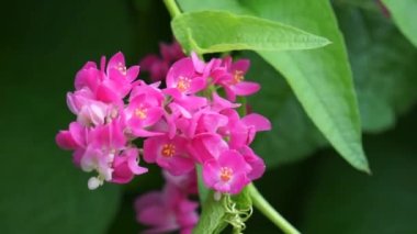 Meksika sürüngeni (ayrıca Antigonon leptopus, mercan asması, kraliçenin çelengi, Coralita, arı çalısı olarak da bilinir) çiçek. Bu bitki grip (grip), periyot ağrıları ve diğer semptomlar için iyidir.