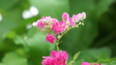 Meksika sürüngeni (ayrıca Antigonon leptopus, mercan asması, kraliçenin çelengi, Coralita, arı çalısı olarak da bilinir) çiçek. Bu bitki grip (grip), periyot ağrıları ve diğer semptomlar için iyidir.