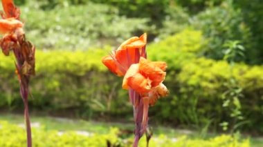 Canna indica (Canna indica, Indian shot, African arararwroot, yenilebilir canna, mor ok kökü, Sierra Leone ok kökü) çiçeği