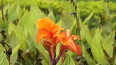 Canna indica (Canna indica, Indian shot, African arararwroot, yenilebilir canna, mor ok kökü, Sierra Leone ok kökü) çiçeği