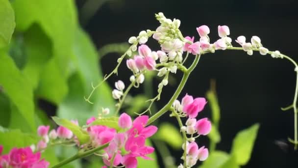 Μεξικάνικο Αναρριχητικό Φυτό Ονομάζεται Επίσης Χταπόδι Antigonon Κοράλλι Στεφάνι Βασίλισσας — Αρχείο Βίντεο