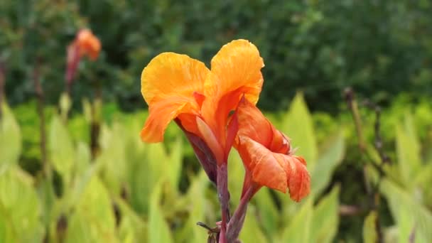 Canna Indica Canna Indica Tiro Indiano Araruta Africana Canna Comestível — Vídeo de Stock