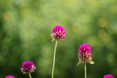 Gomphrena globosa (ayrıca küresel amaranth olarak da bilinir, Bunga kenop) doğadaki çiçek. Bu bitki peyzaj tasarımında yaygındır ve canlı renkleri ve renk tutuşu için bahçeler keser..